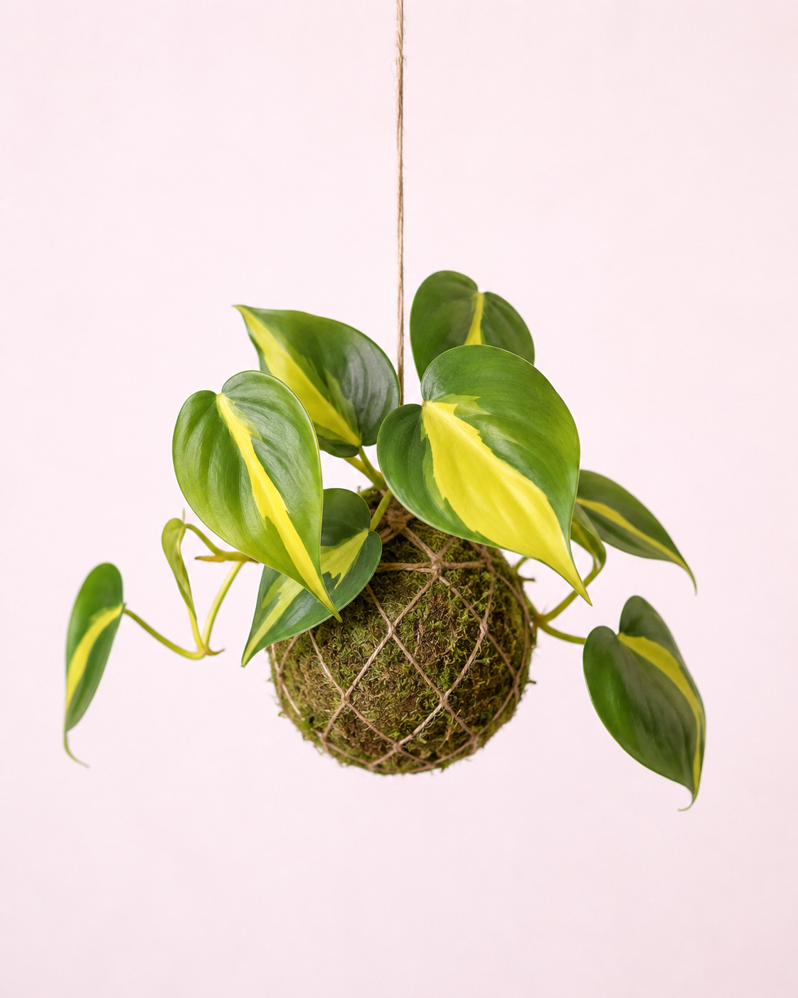 Baby Kokedama | Philodendron Scandens Brasil Baby Kokedama Tropical Corner