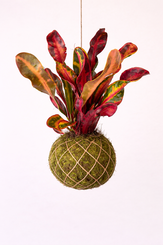 Baby Kokedama | Codiaeum variegatum 'Bush on fire' Kokedama Tropical Corner