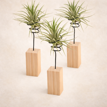 Supporto per Tillandsie Supporto per piante Tropical Corner