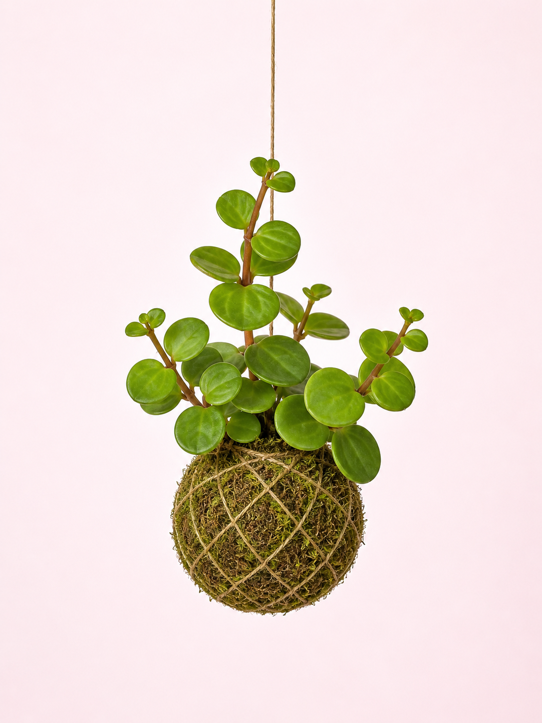 Baby Kokedama | Peperomia tetraphylla 'Hope' Tropical Corner