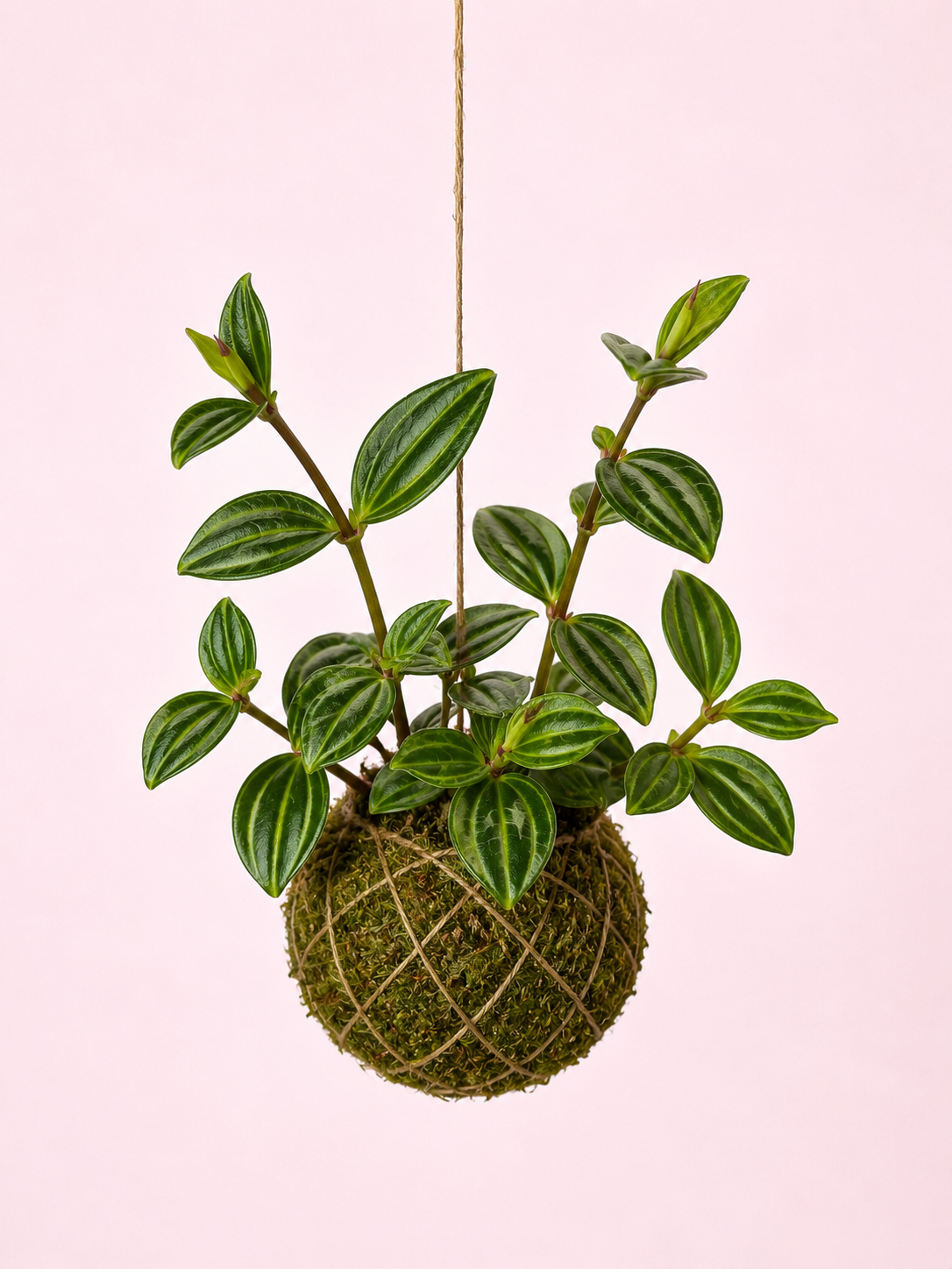 Baby Kokedama | Peperomia 'Stripes' Baby Kokedama Tropical Corner