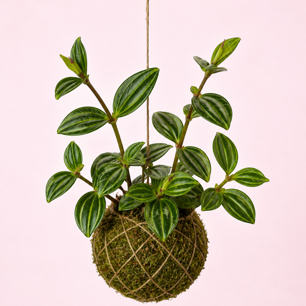 Baby Kokedama | Peperomia 'Stripes'