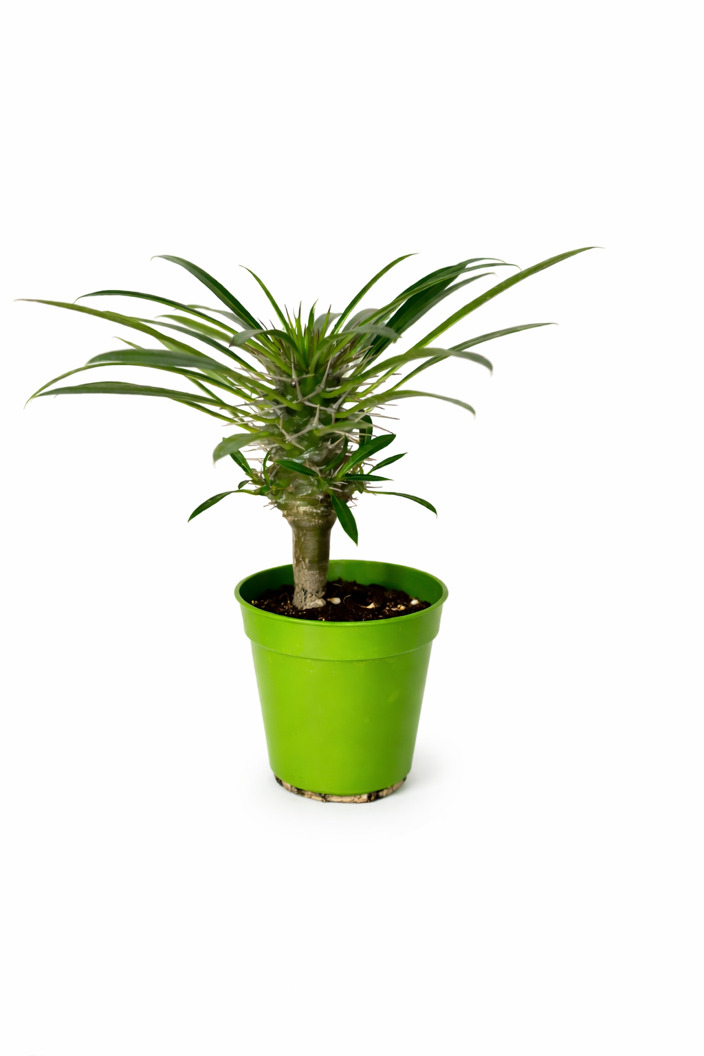 Pachypodium lamerei Tropical Corner