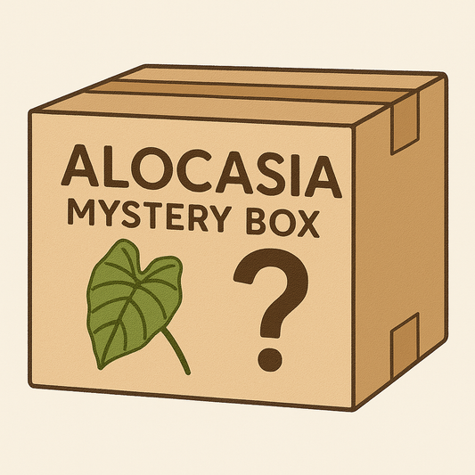 Alocasia mystery box