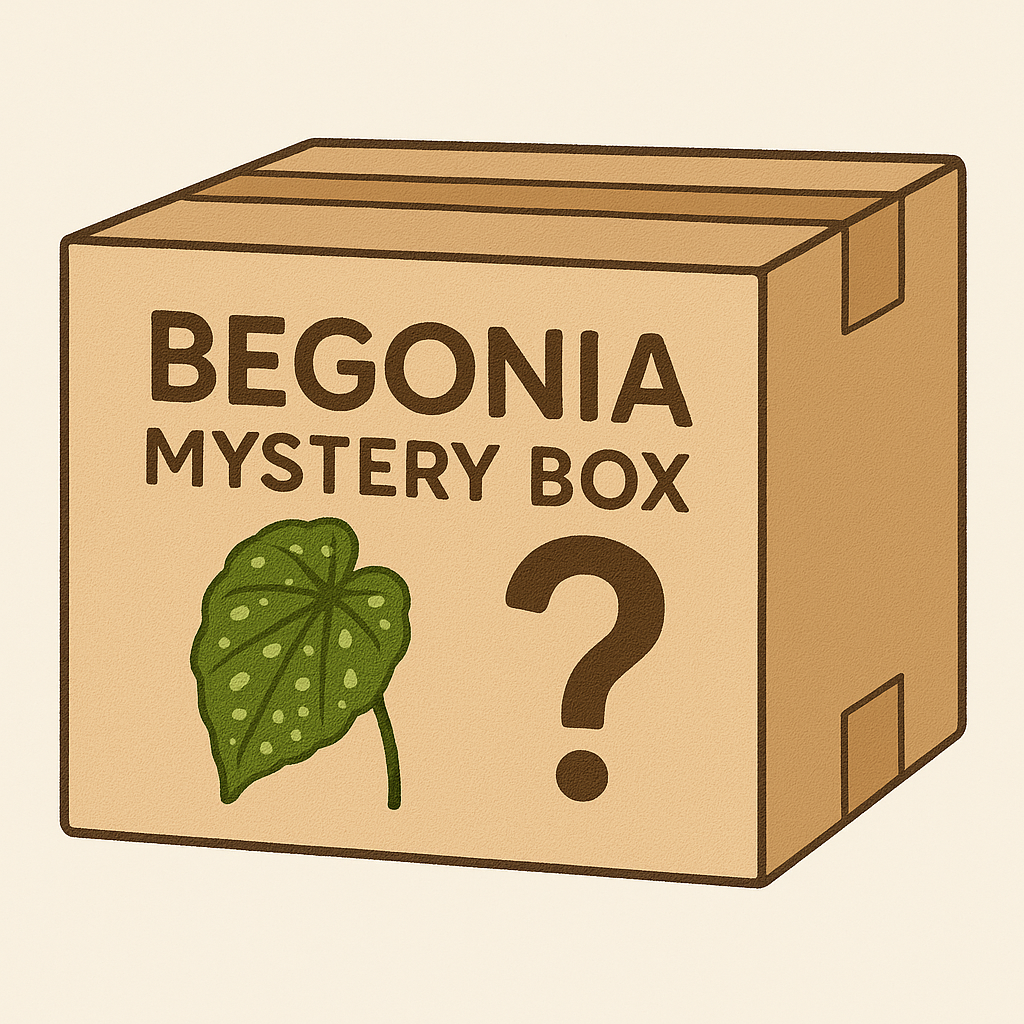 Begonia mystery box