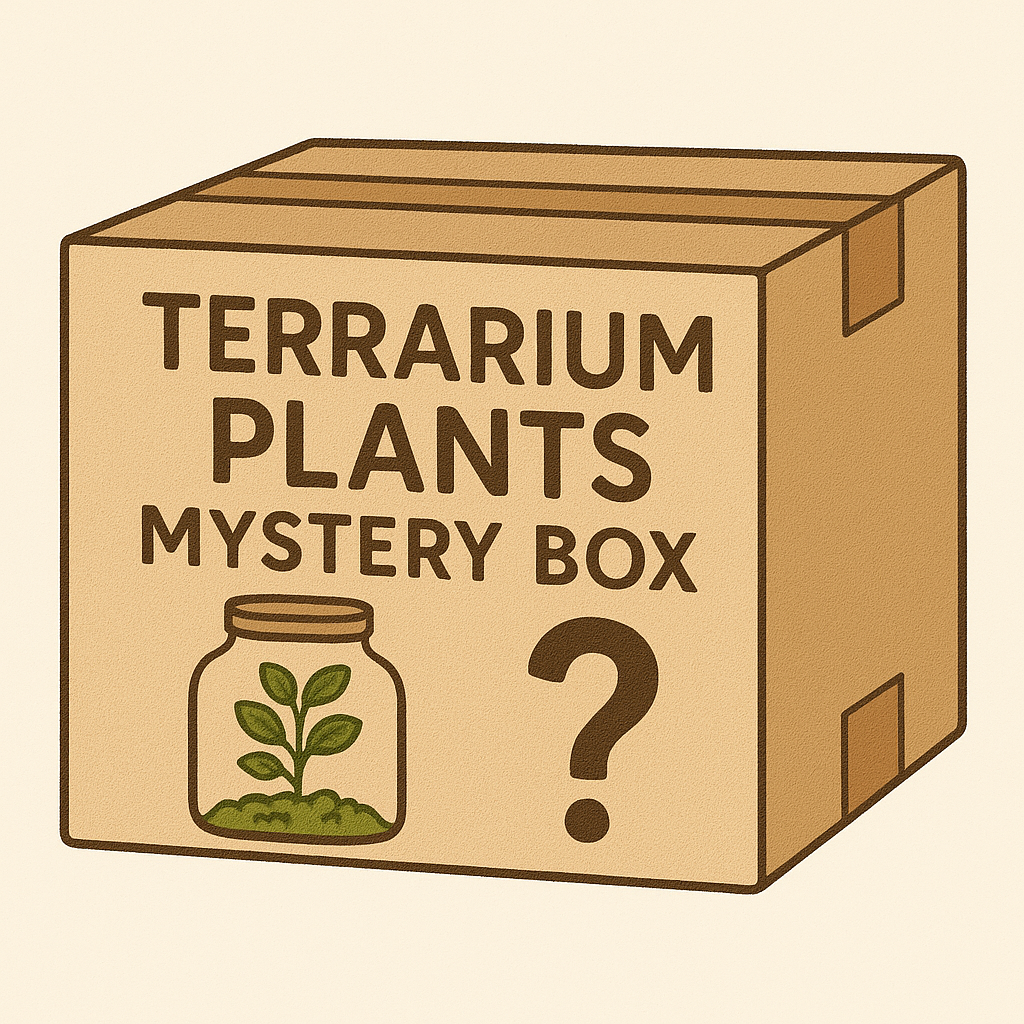 Terrarium plants mystery box