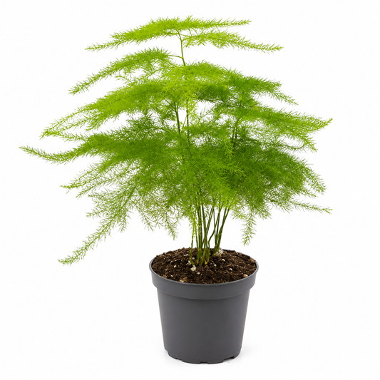 Asparagus Setaceus Tropical Corner