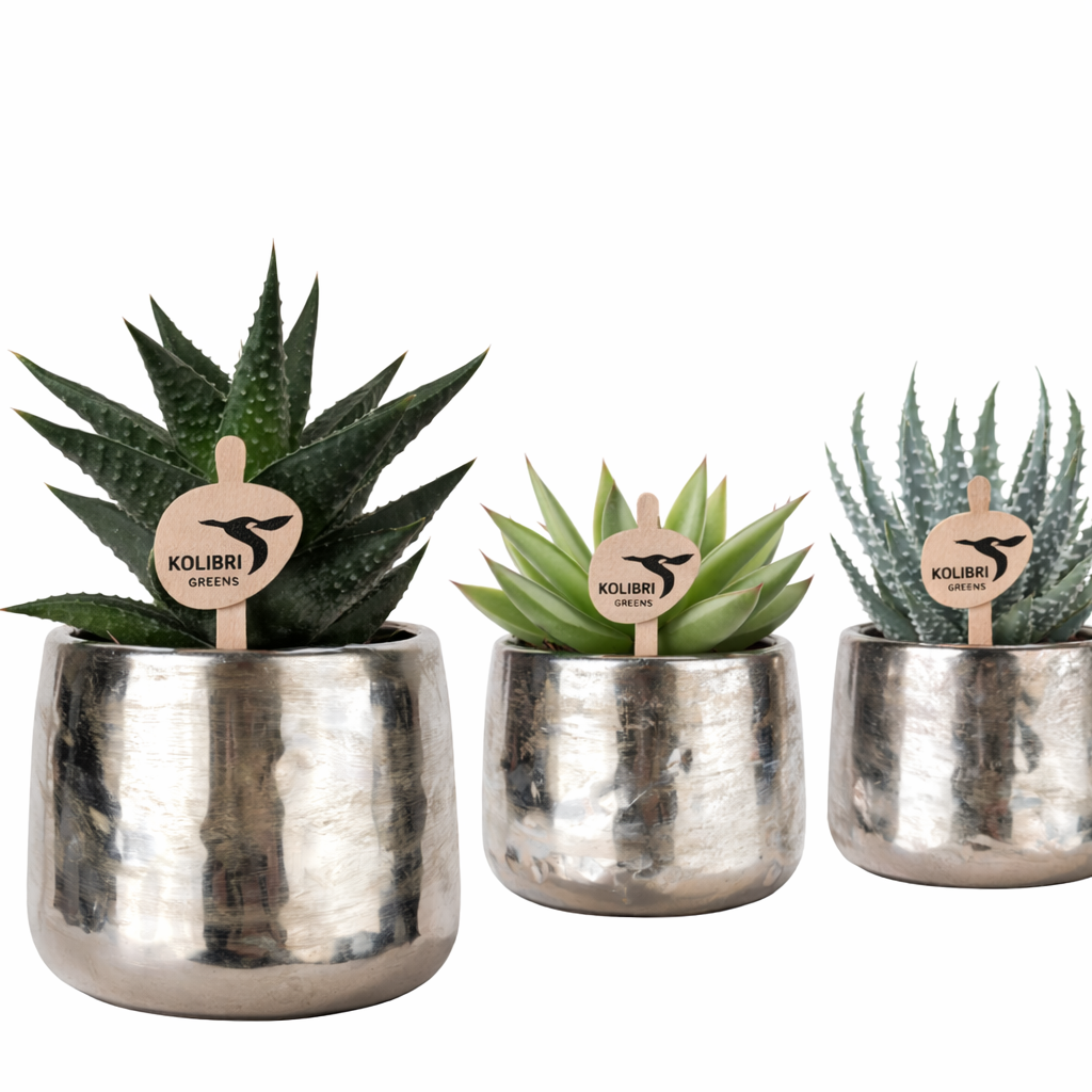 SuccuSet 'Luxury silver pot' Succuset Tropical Corner