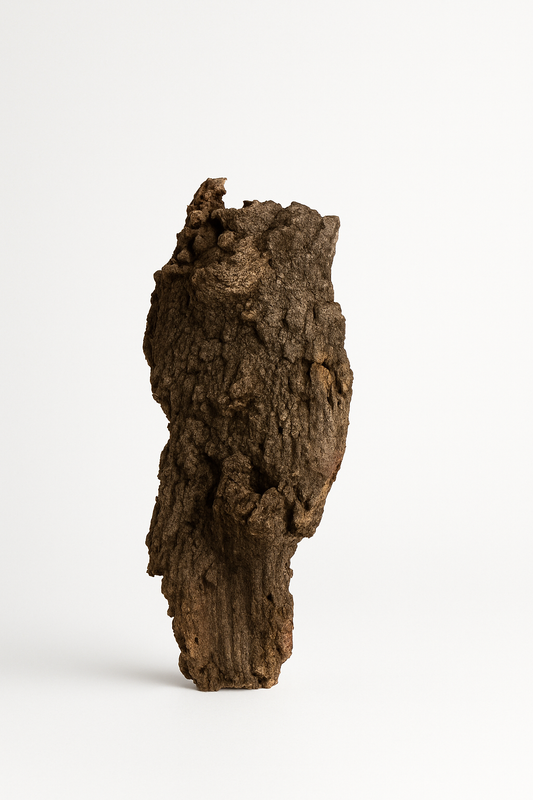 Corteccia di sughero