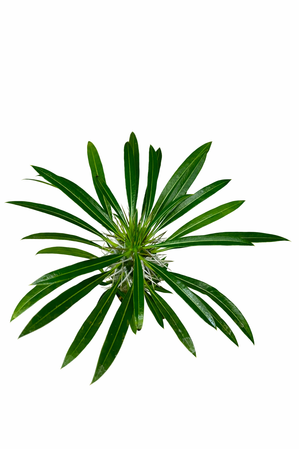 Pachypodium lamerei Tropical Corner