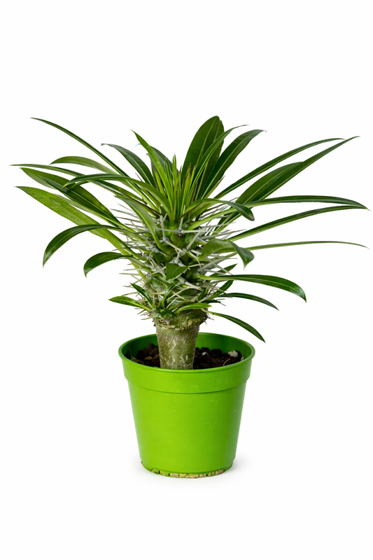Pachypodium lamerei Tropical Corner