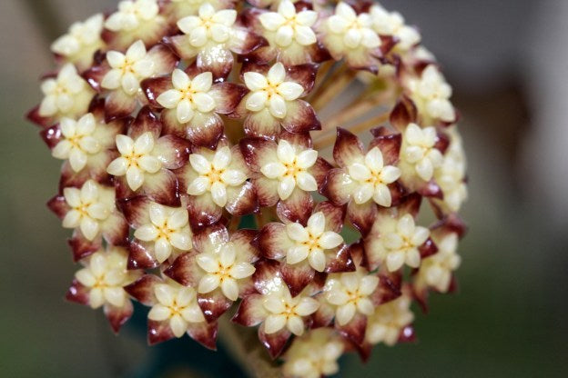 Hoya Clemensiorum Sumatra