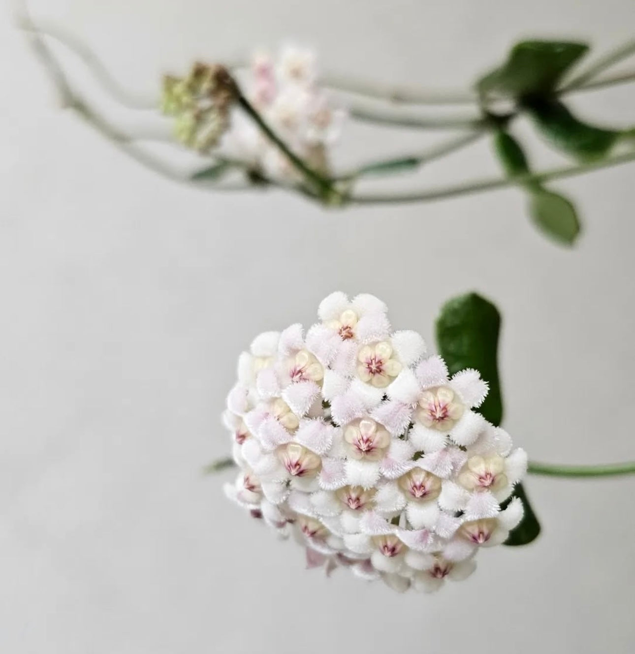Hoya Rotundiflora