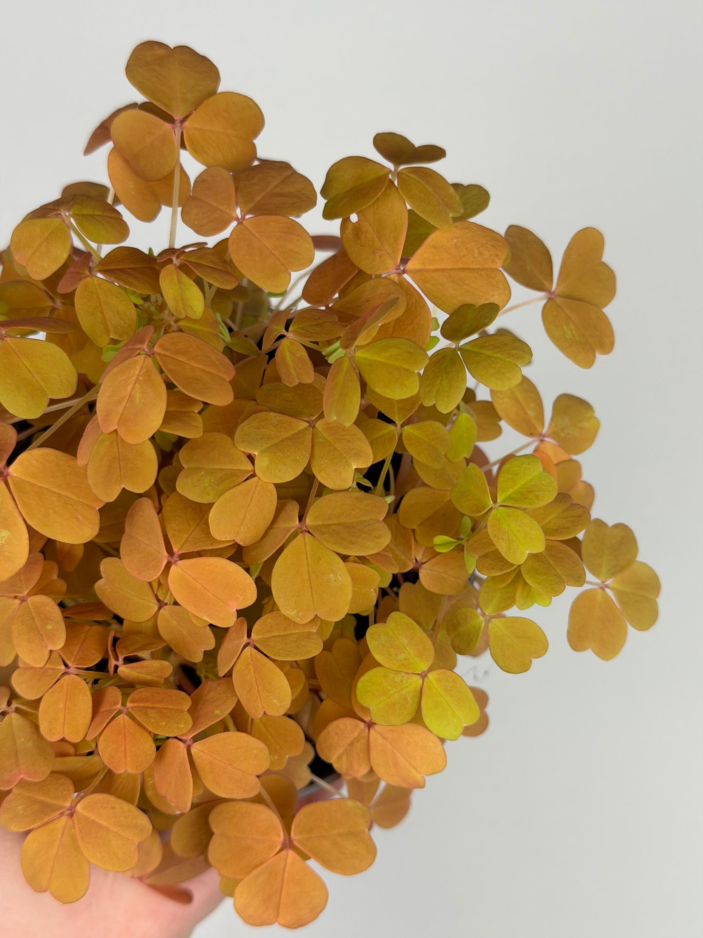 Oxalis Vulcanicola 'Sunset Velvet' Oxalis Tropical Corner