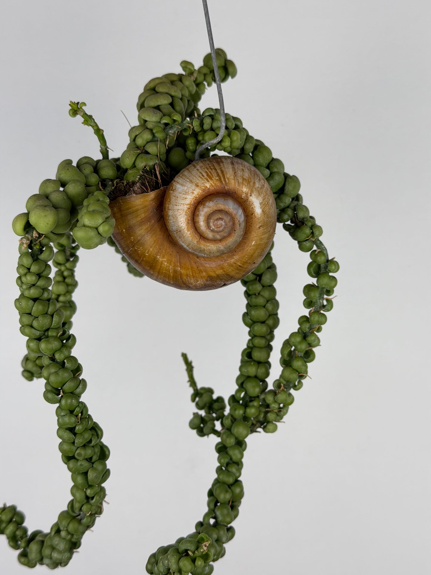 Dischidia Nummularia 'Pangolin Kisses' | Shelly hang Dischidia Tropical Corner