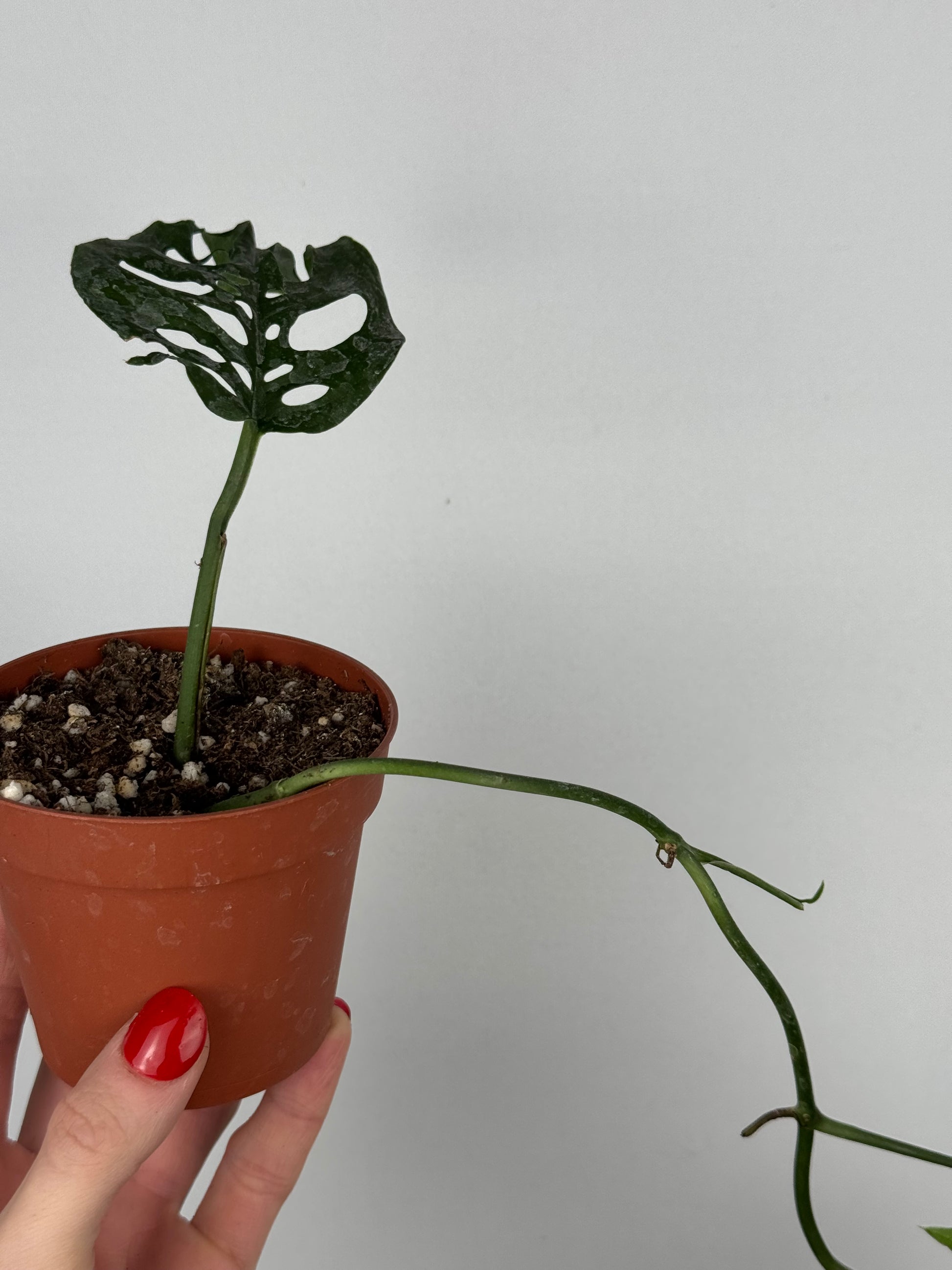 Monstera Adansonii | Indira