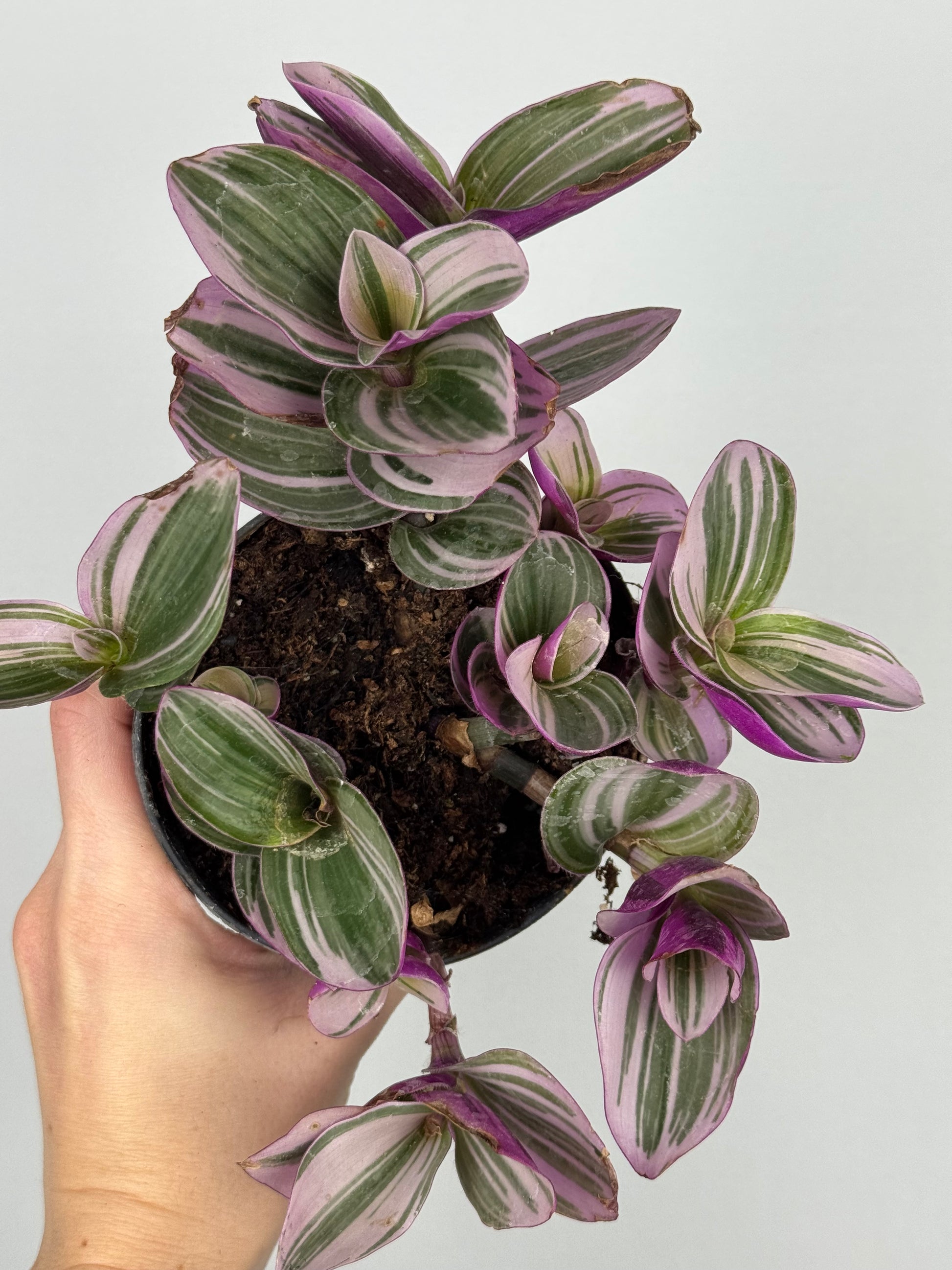 Tradescantia Nanouk | Zinnia