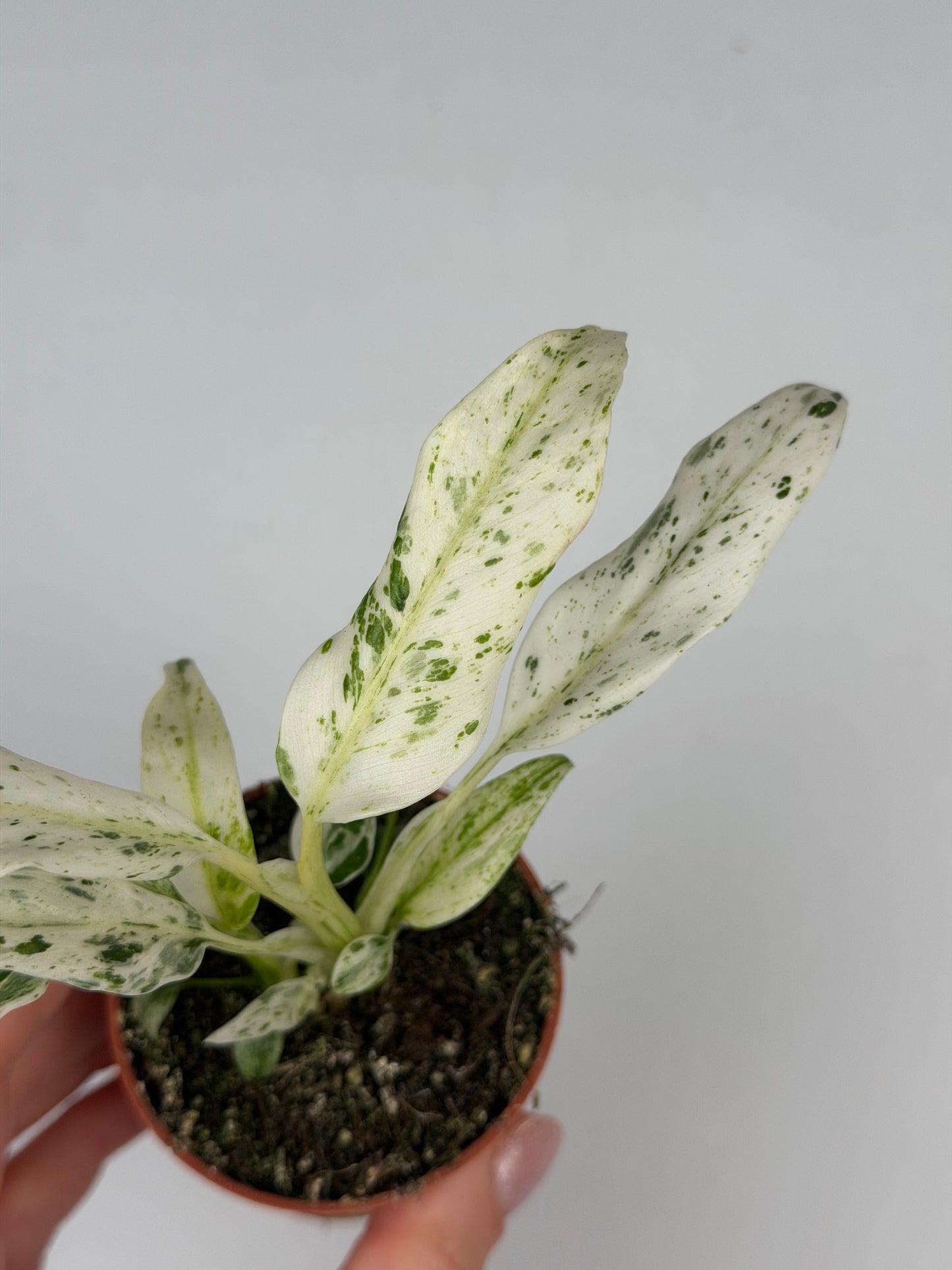Rhaphidophora Puberula 'Variegata' Rhaphidophora Tropical Corner