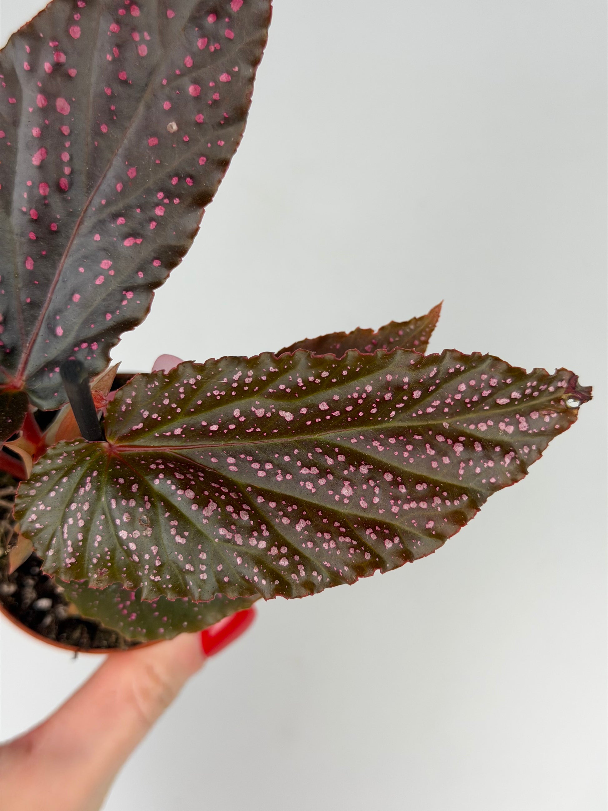 Begonia Benigo 'Pink Spot' Begonia Tropical Corner