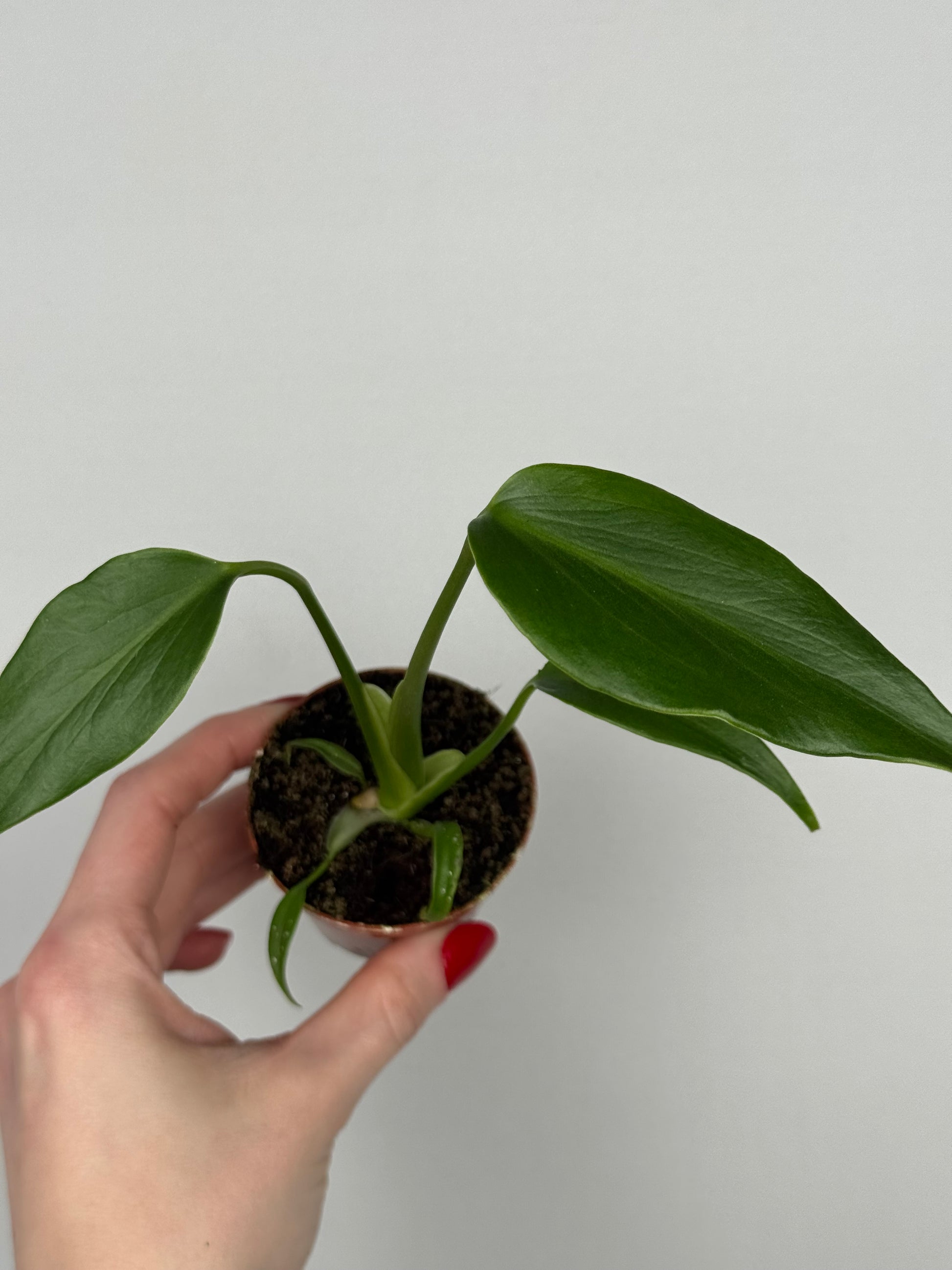 Monstera Burle Marx Flame