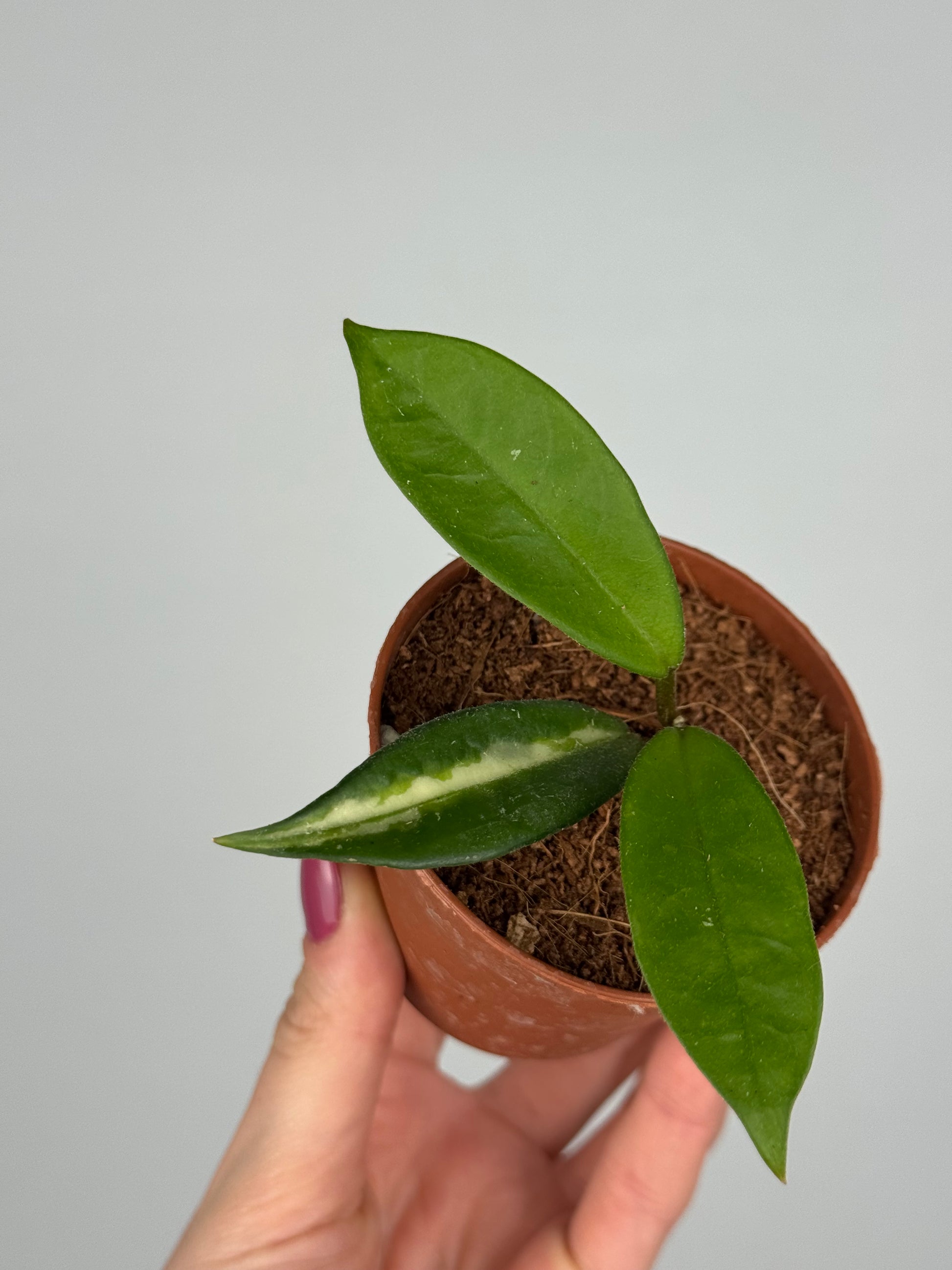 Hoya Tricolor | Tilia