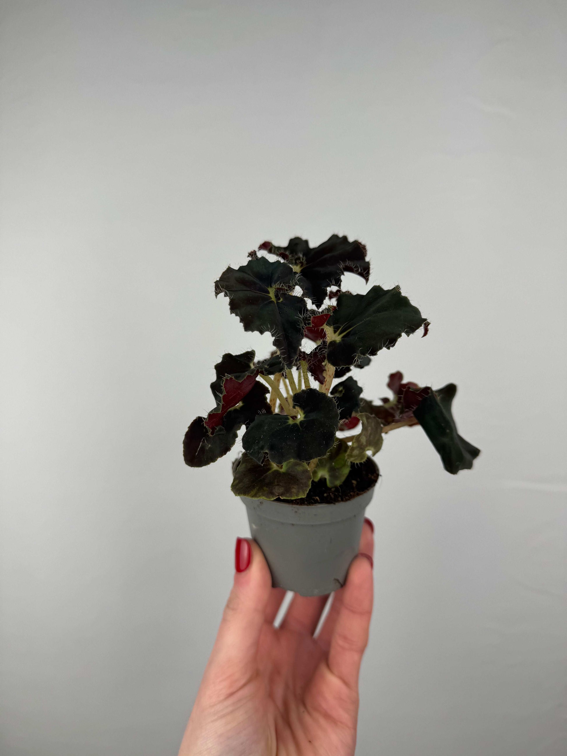 Begonia “Dark Mambo”