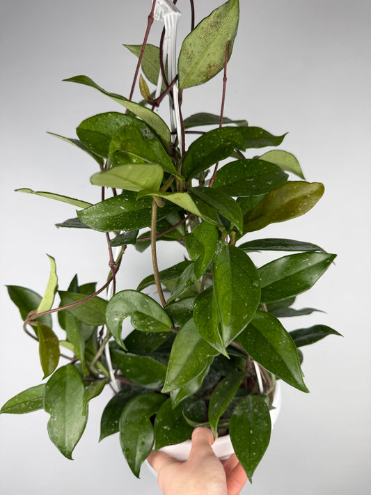 Hoya Carnosa 'Freckles Splash' Hoya Tropical Corner “L” 16 cm