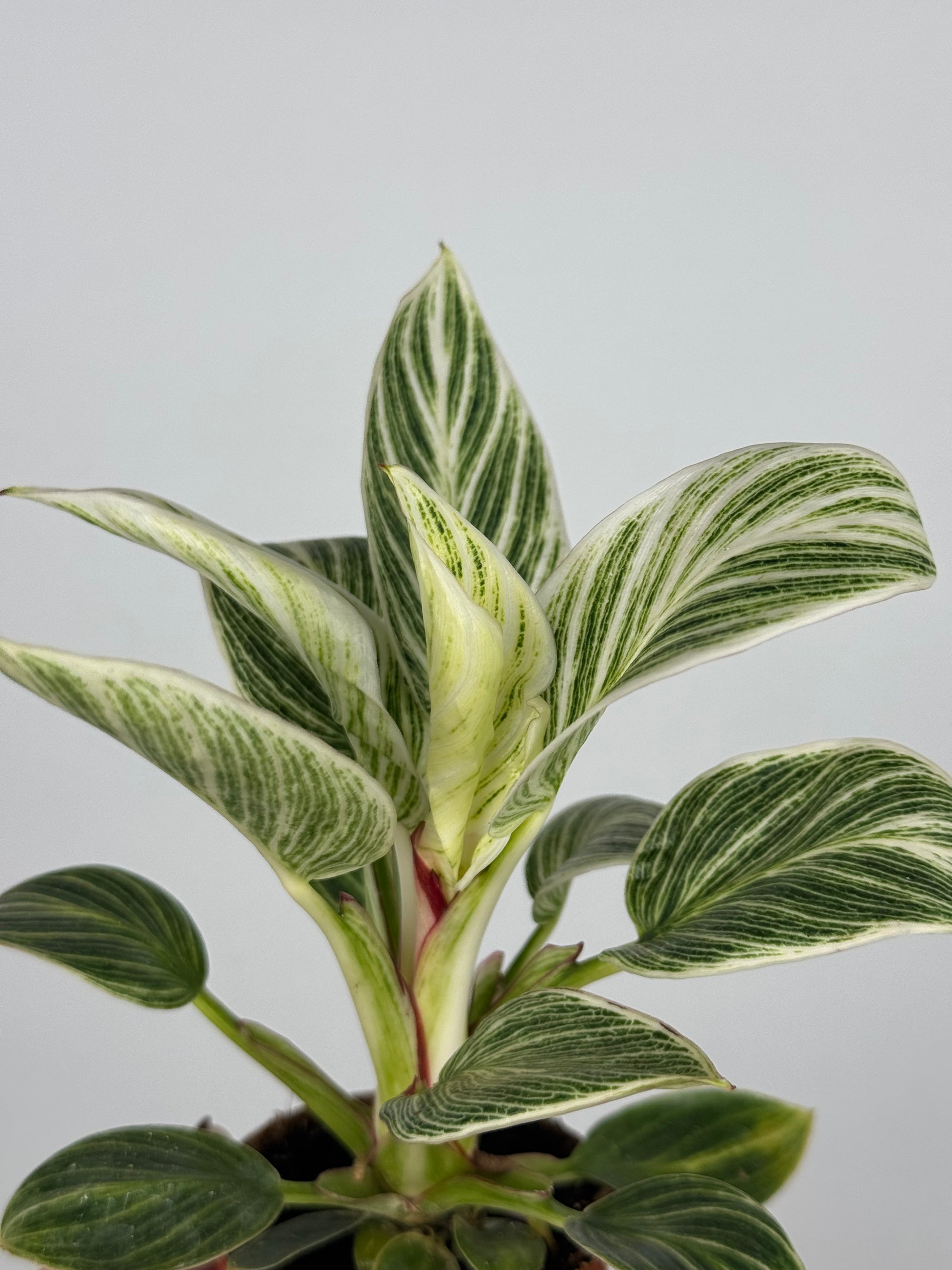 Philodendron 'White Veins'