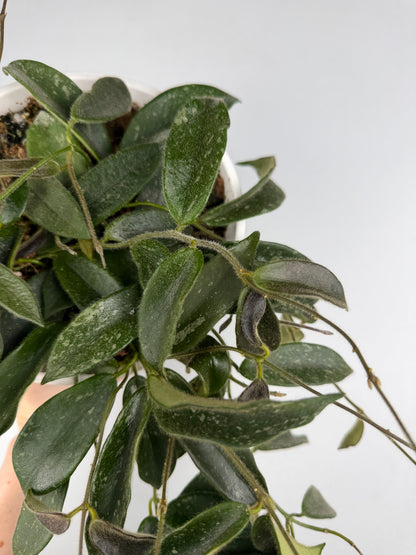 Hoya Thomsonii Hoya Tropical Corner