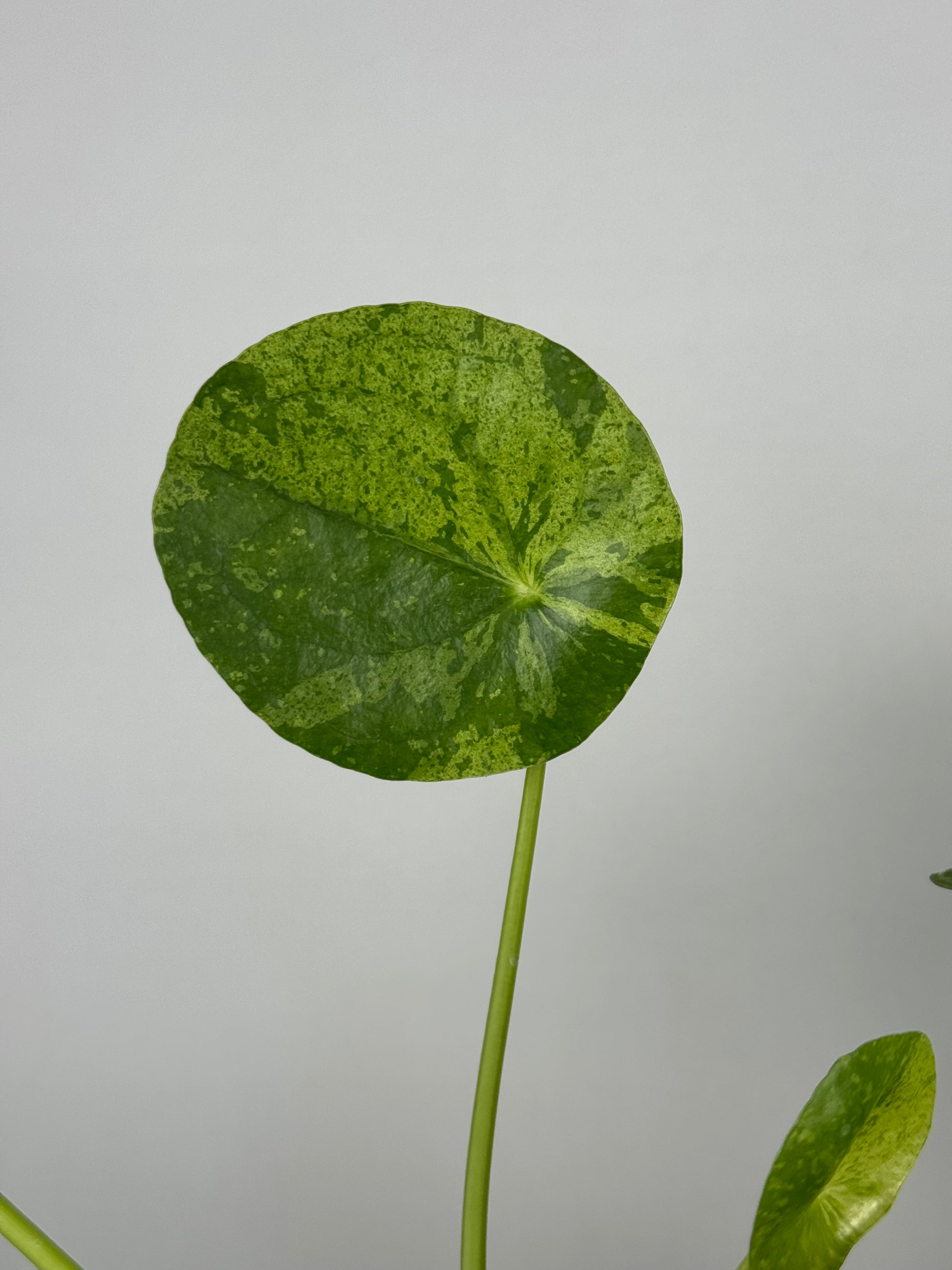 Pilea Peperomioides “Mojito”