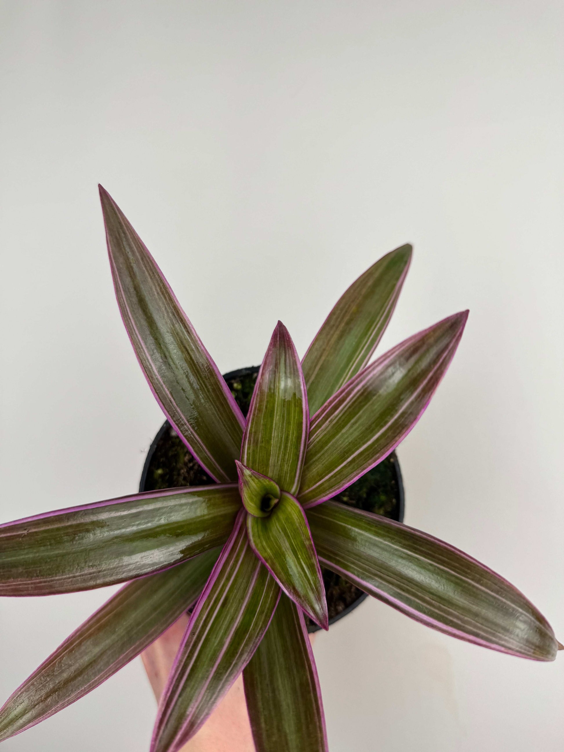 Tradescantia Spathacea Sitara “Purple Flame”