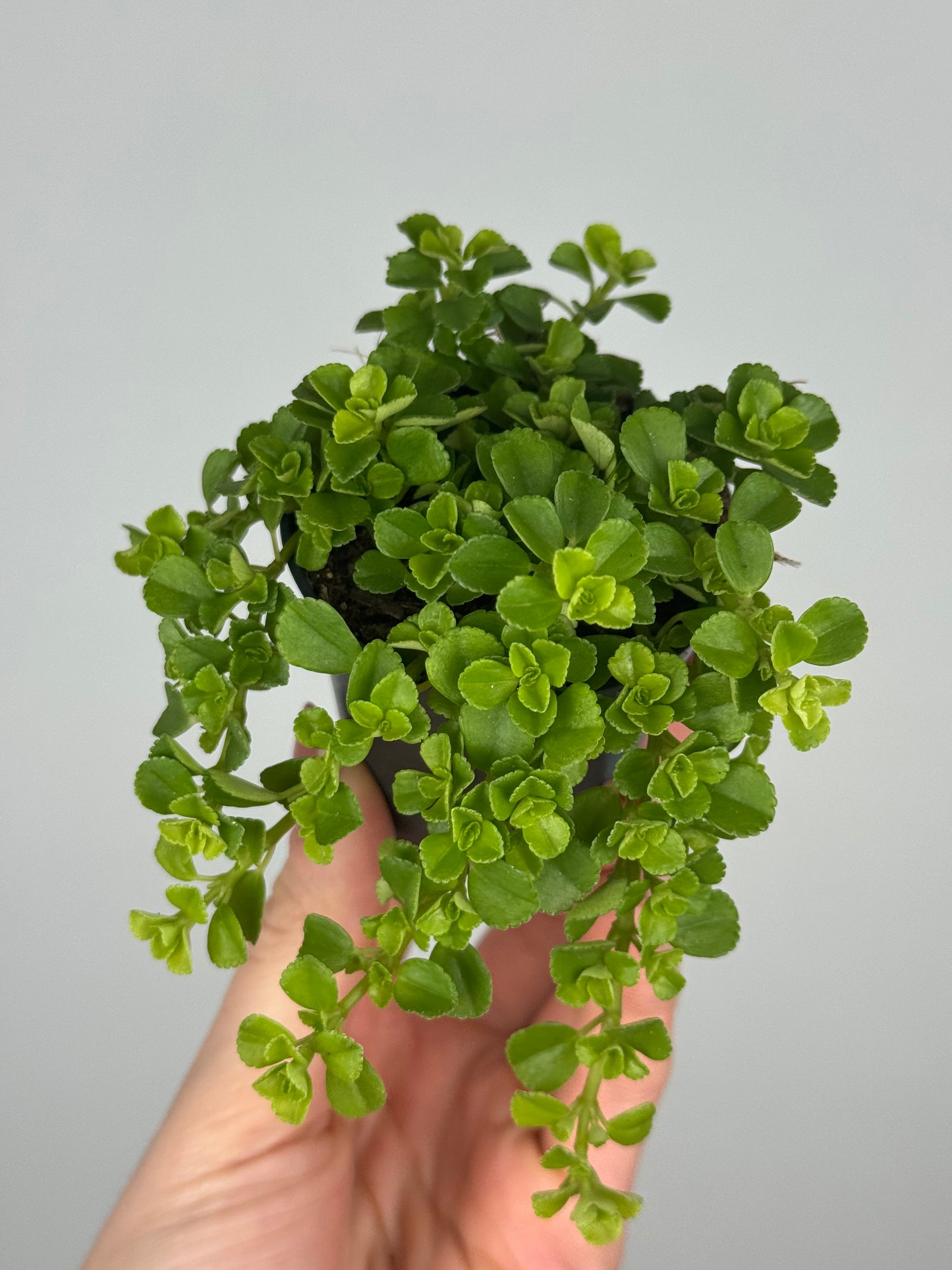 Pilea Depressa 'Sao Paulo'