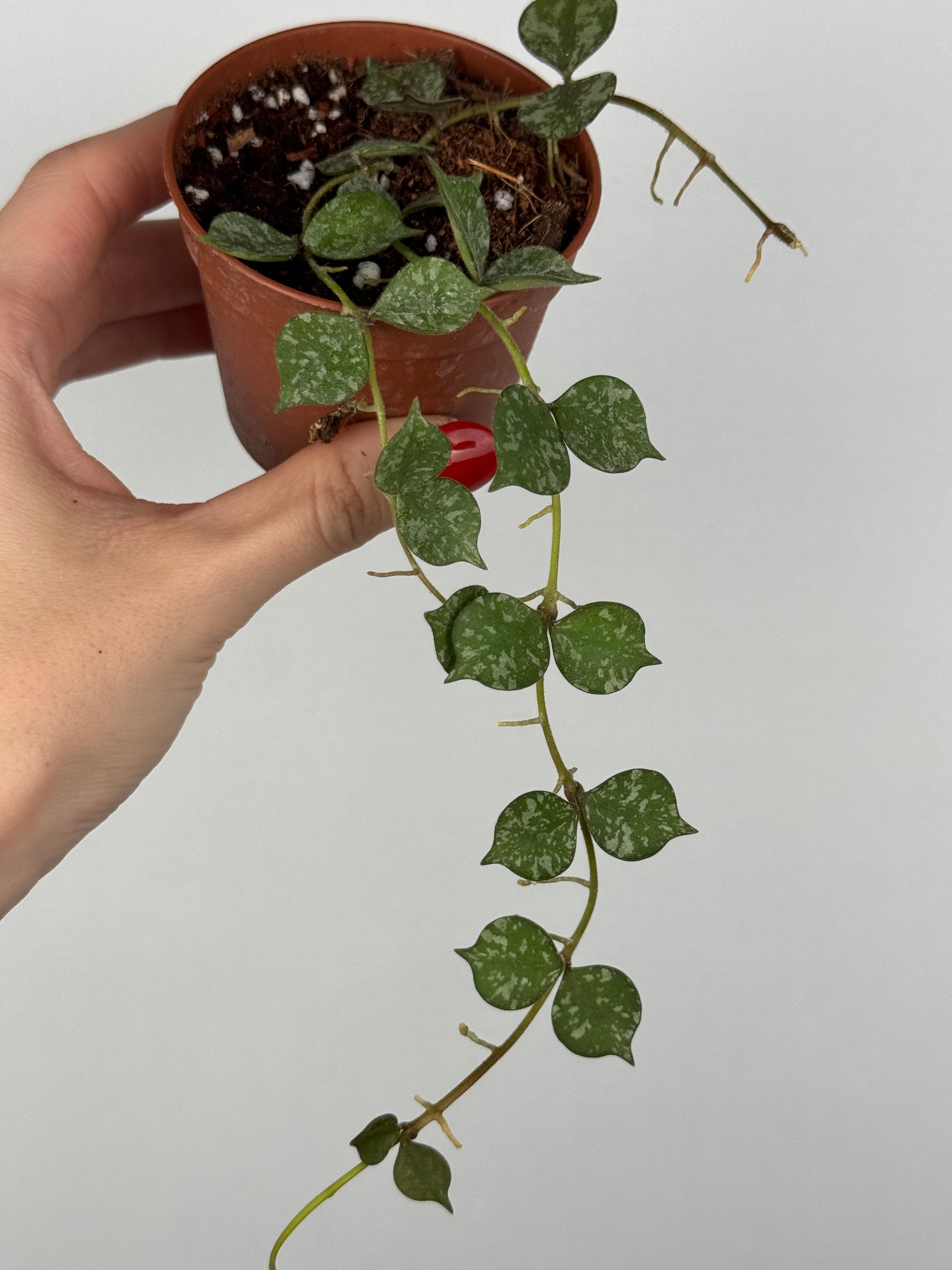 Hoya Curtisii Hoya Tropical Corner “S” 6 cm