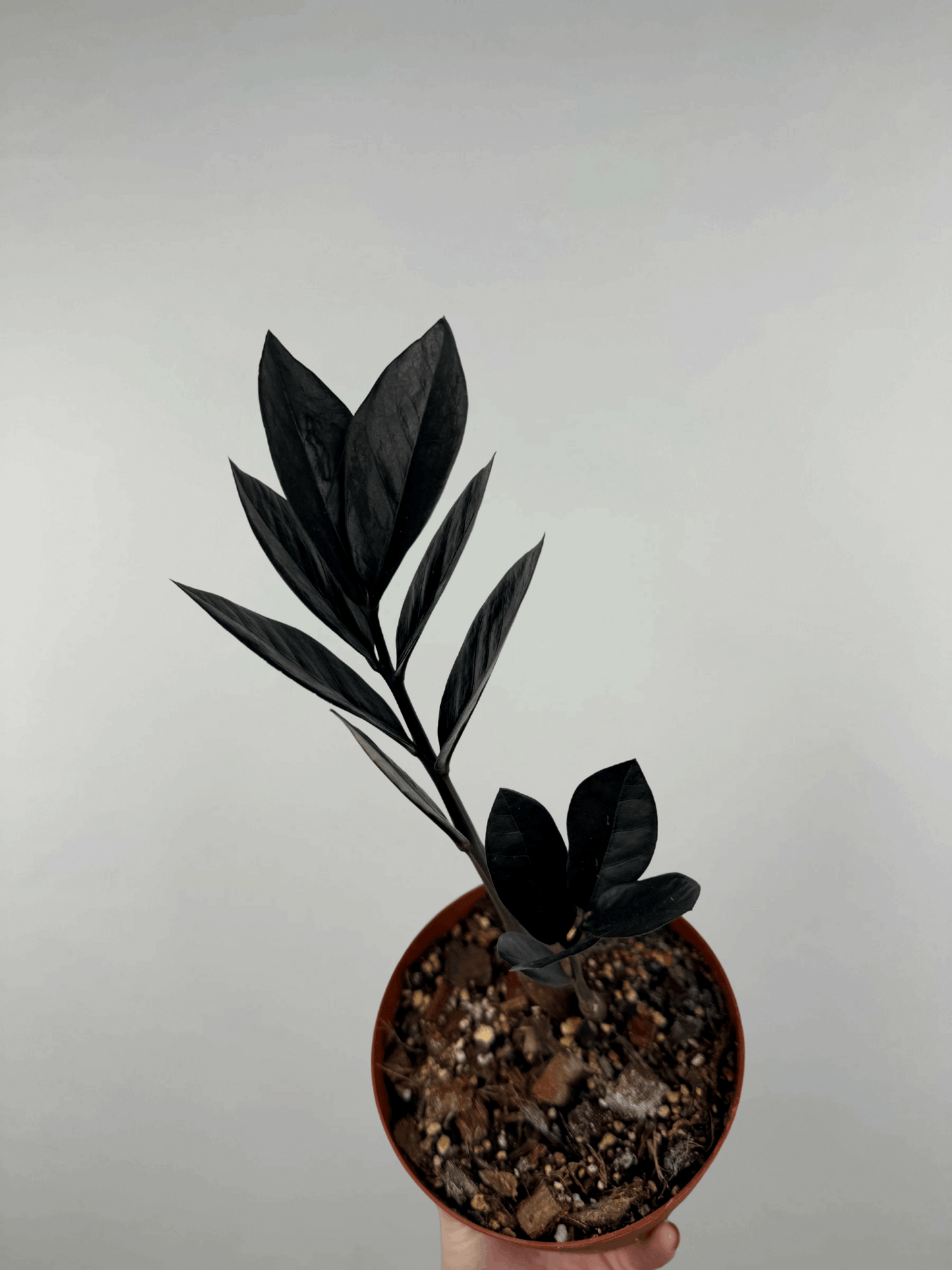 Zamioculcas “Black Raven” | Mirta