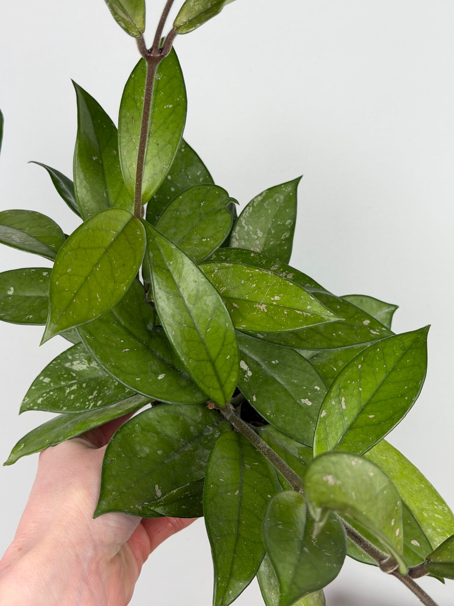Hoya Carnosa 'Freckles Splash' Hoya Tropical Corner