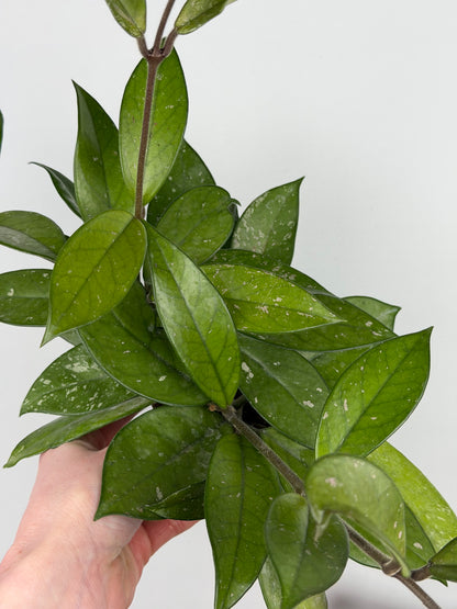 Hoya Carnosa 'Freckles Splash' Hoya Tropical Corner