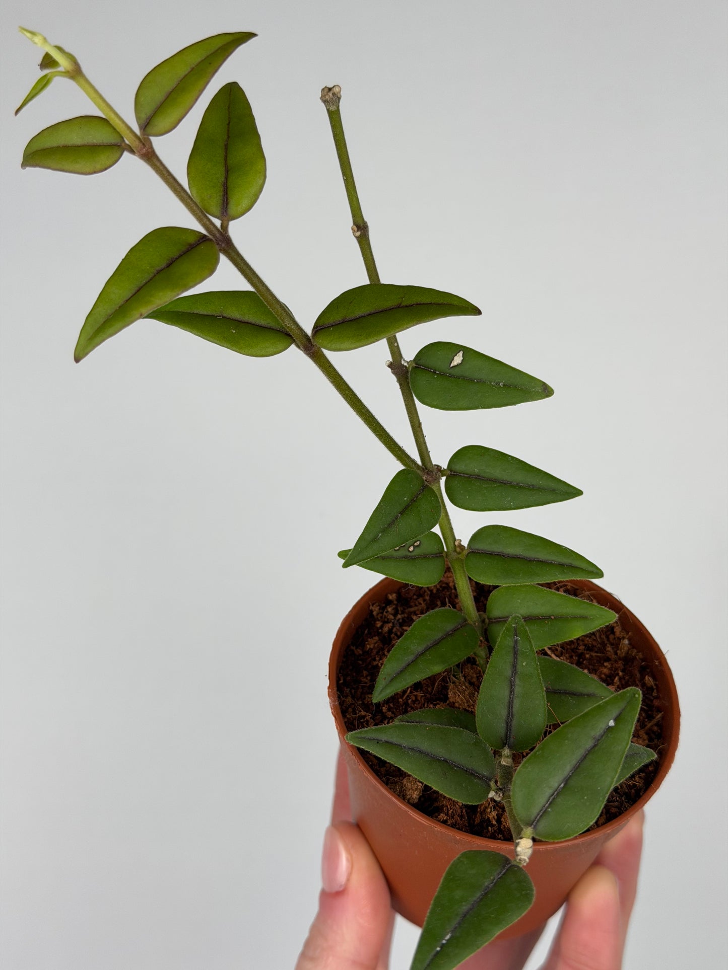 Hoya Bella Hoya Tropical Corner “S” 6 cm