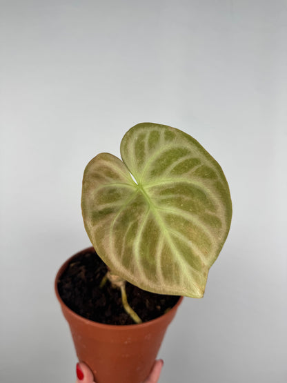 Anthurium “Crystallinum” | Richard