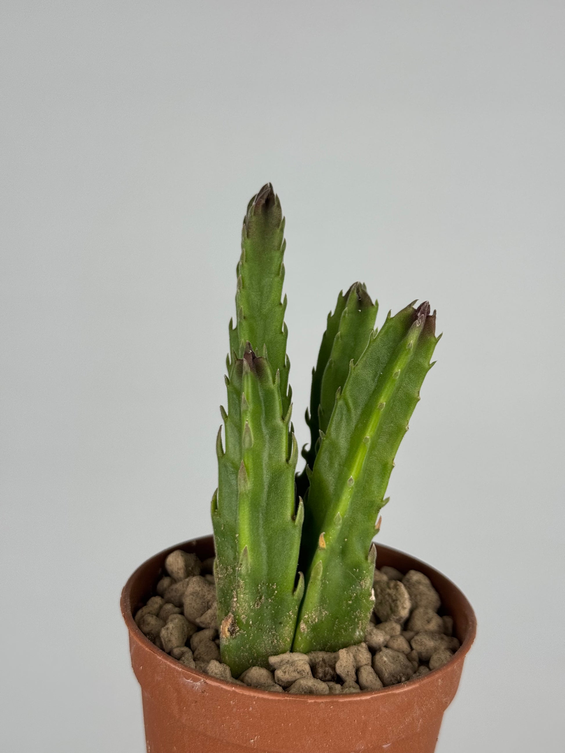 Stapelia Hirsuta