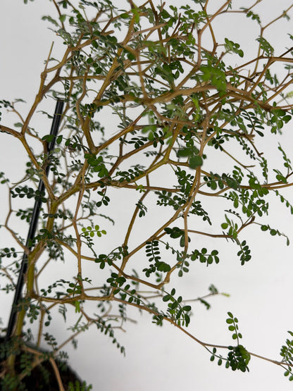 Sophora Prostrata 'Little Baby'