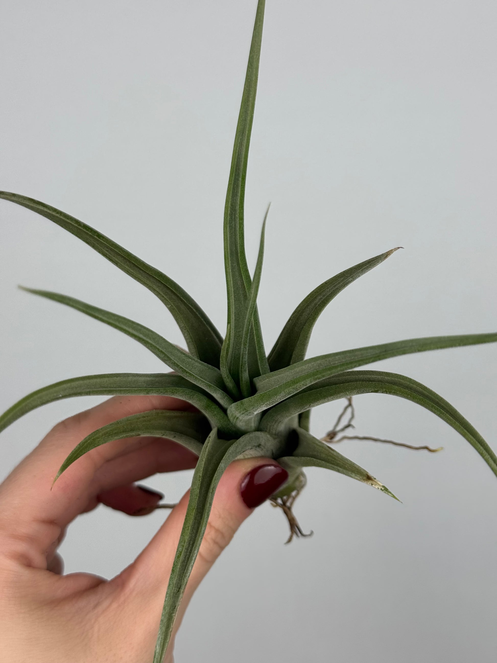 Tillandsia Fasciculata