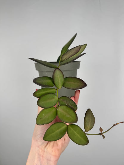 Hoya Burtoniae | Clotilde