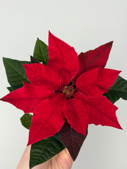 Euphorbia pul. Princettia Red