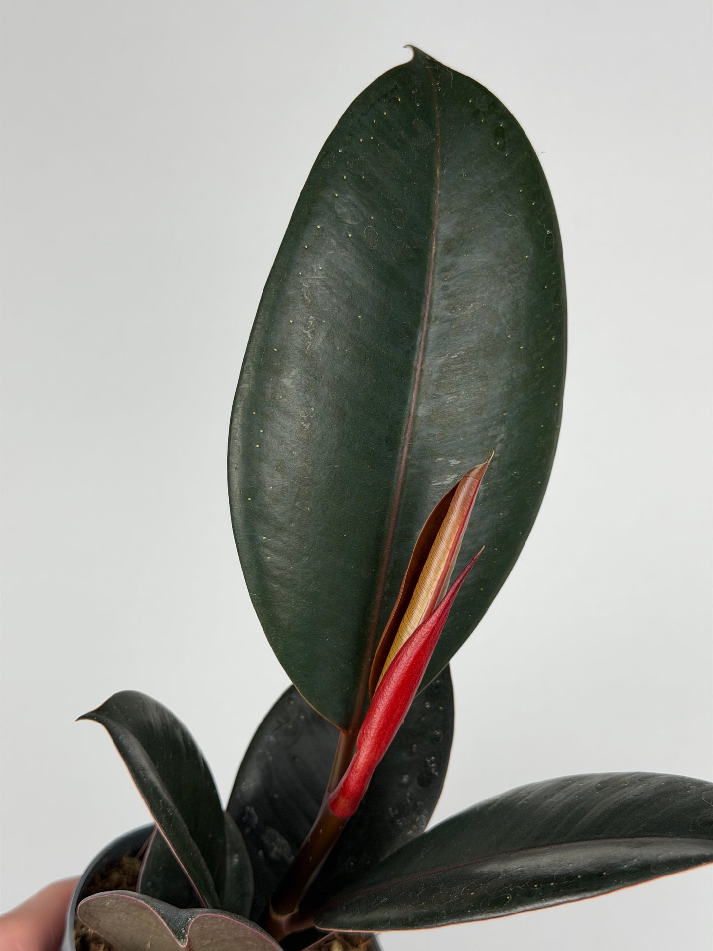 Ficus Elastica “Abidjan”