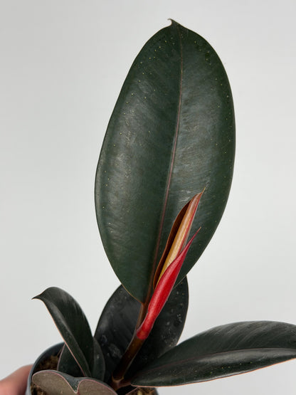 Ficus Elastica “Abidjan”