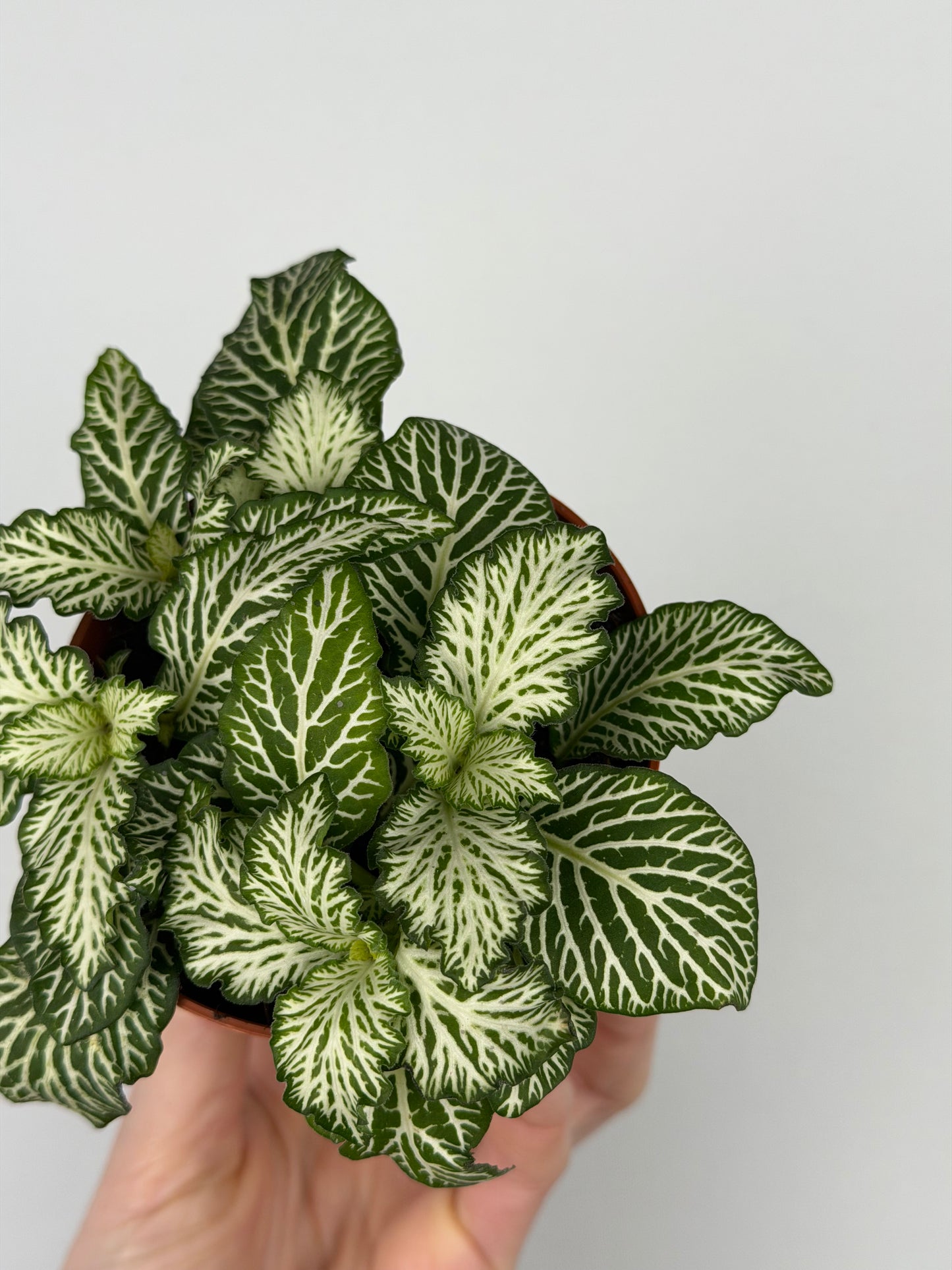 Fittonia 'Snow Anne'