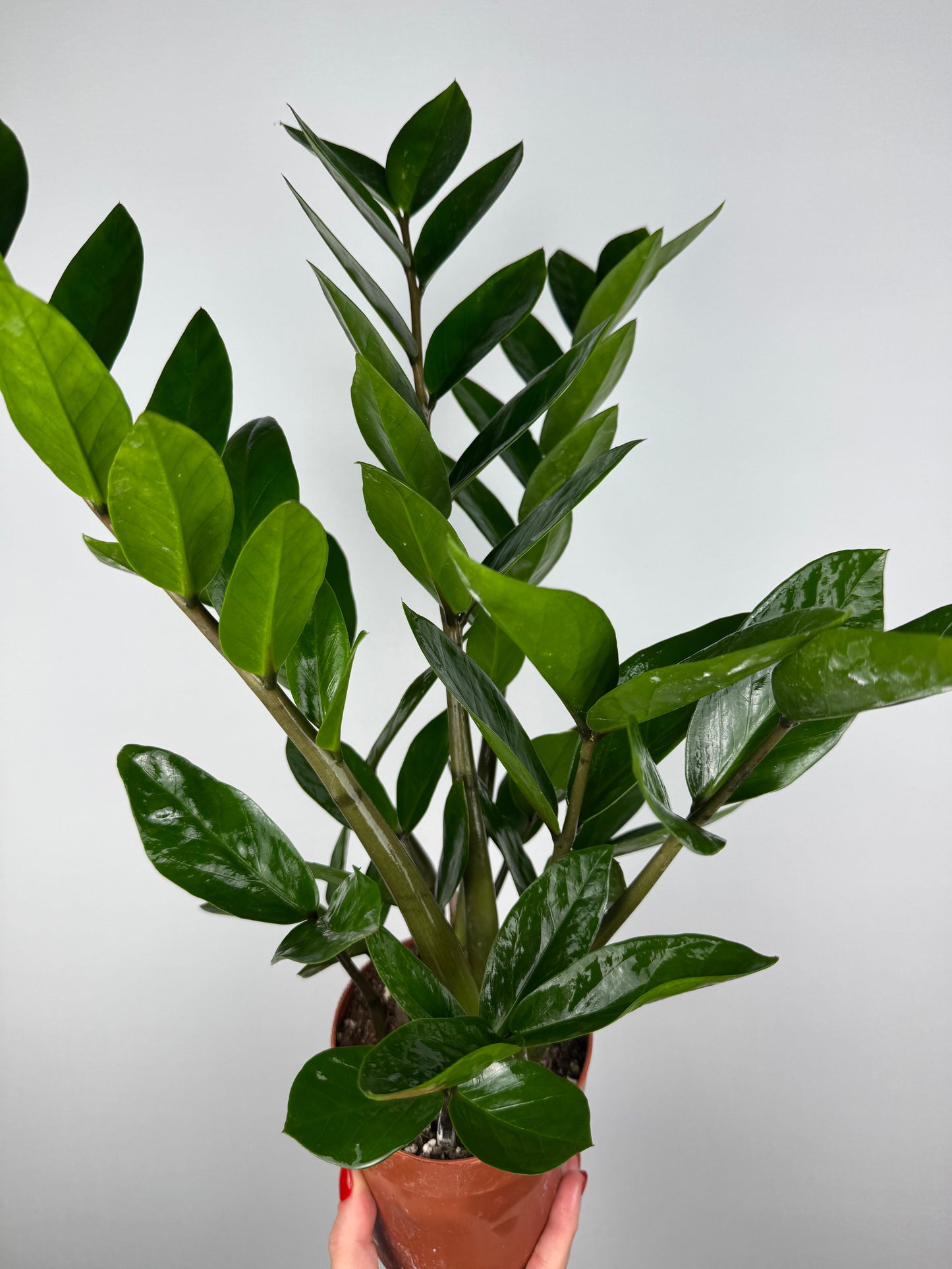 Zamioculcas Zamiifolia