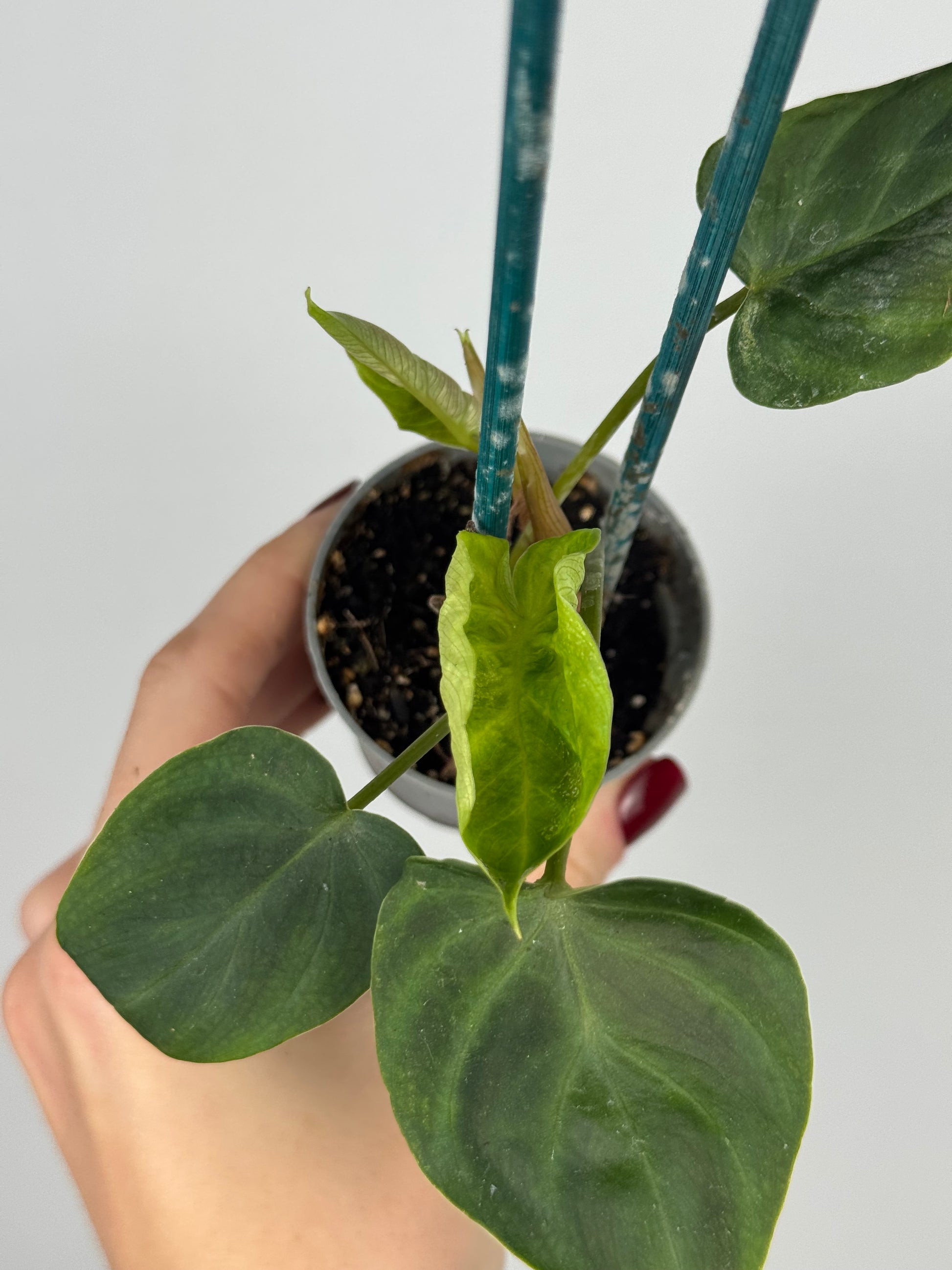 Philodendron El Choco Red | Ash