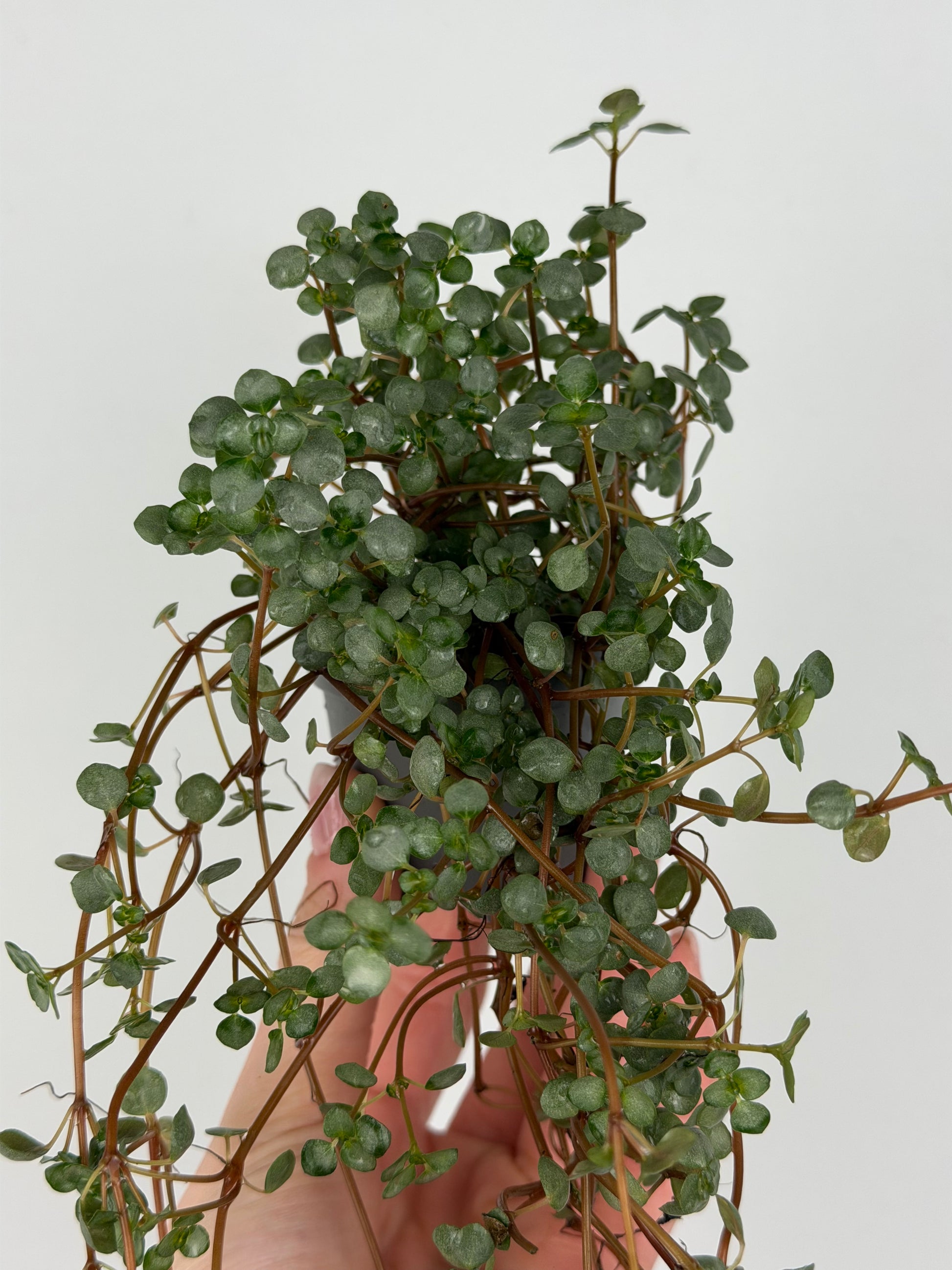 Pilea Glaucophylla 'Greyzy' Pilea Tropical Corner