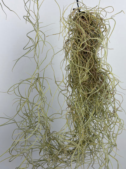 Tillandsia usneoides Tillandsia Tropical Corner